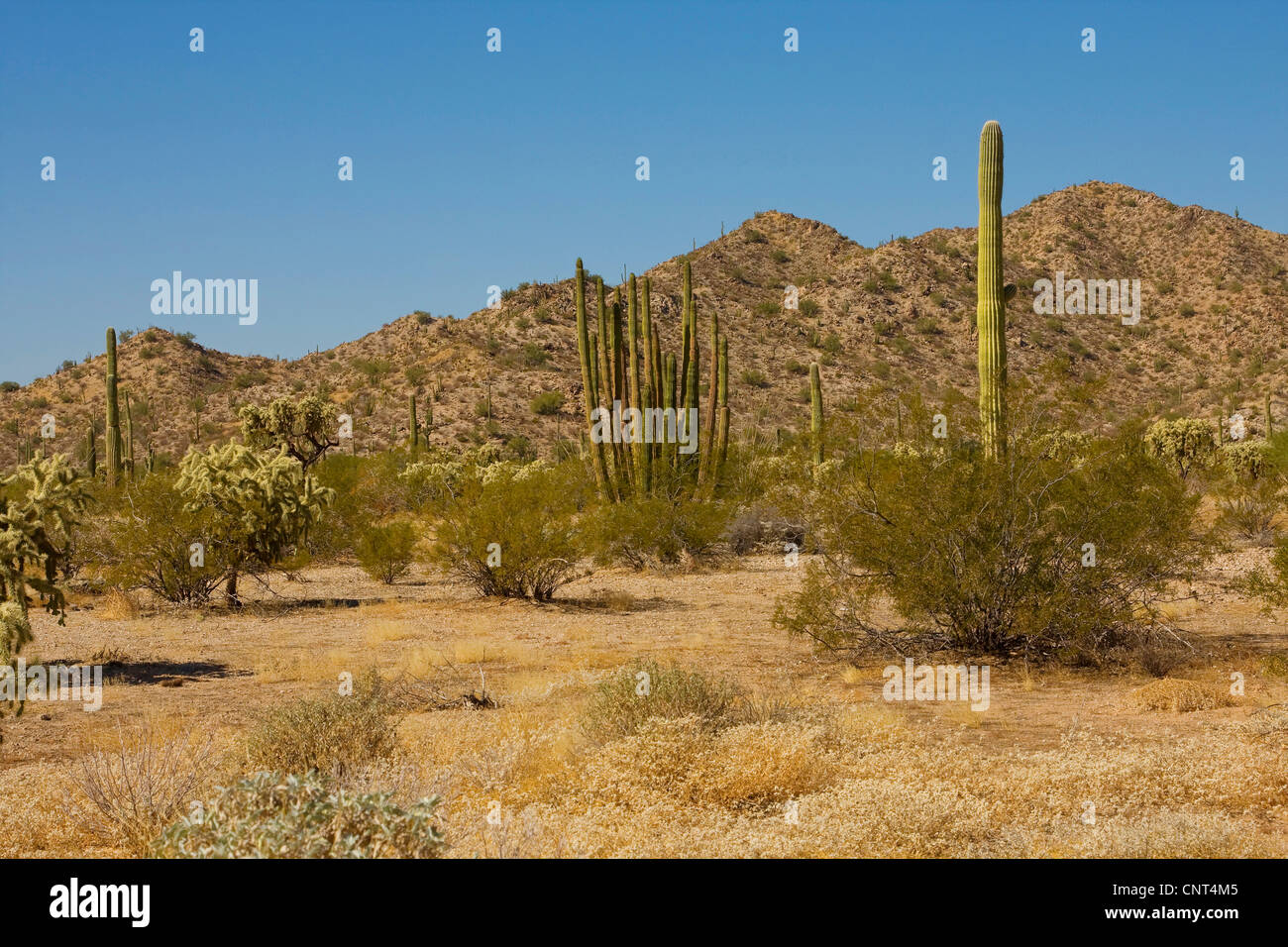 Saguaro-Kaktus (Carnegiea Gigantea, Cereus Giganteus), Sonora-Wüste, USA, Arizona, Phoenix Stockfoto