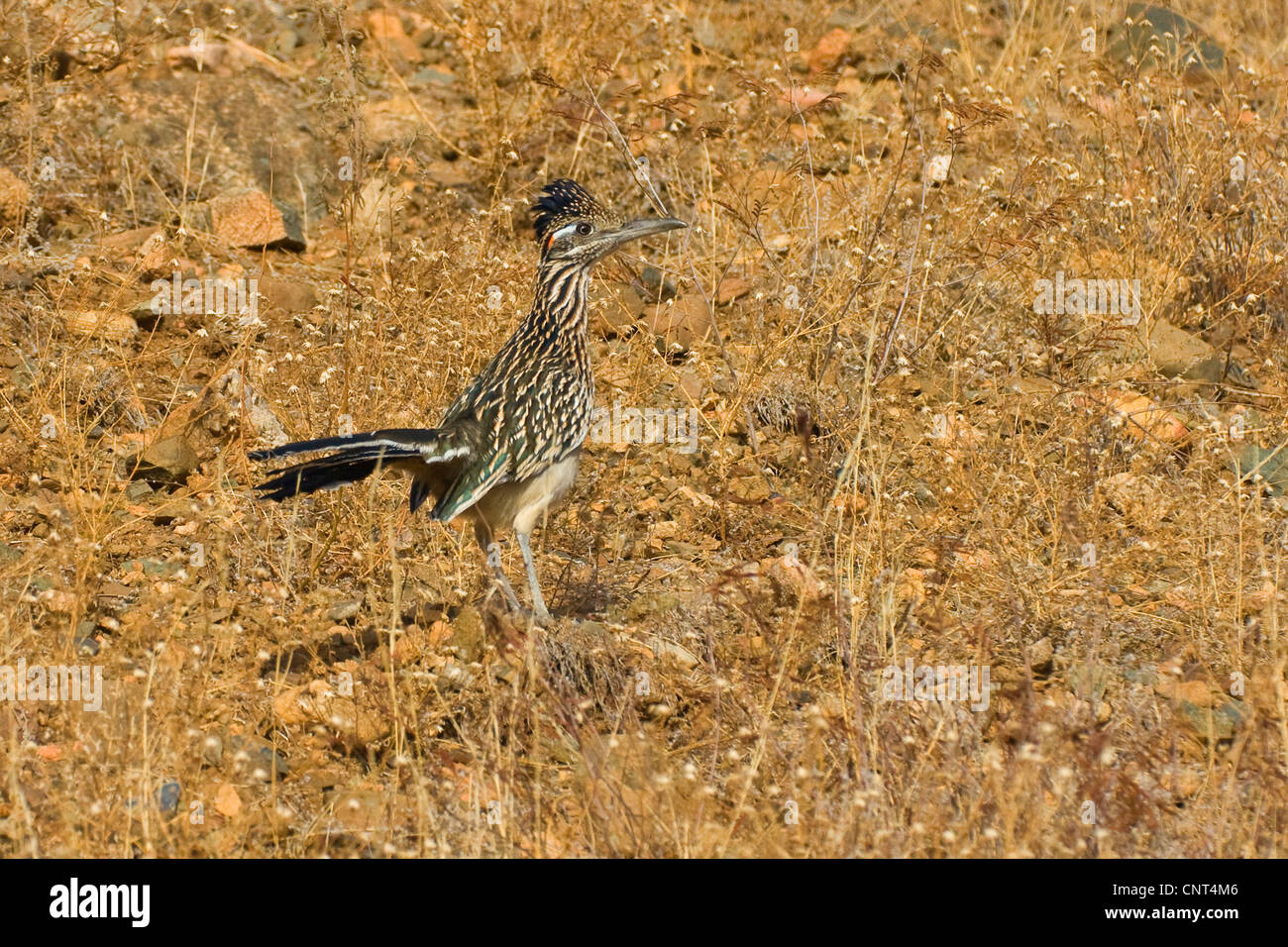 geringerem Road-Runner (Geococcyx Velox), auf der Suche nach Beute, USA, Arizona, Prescott Stockfoto