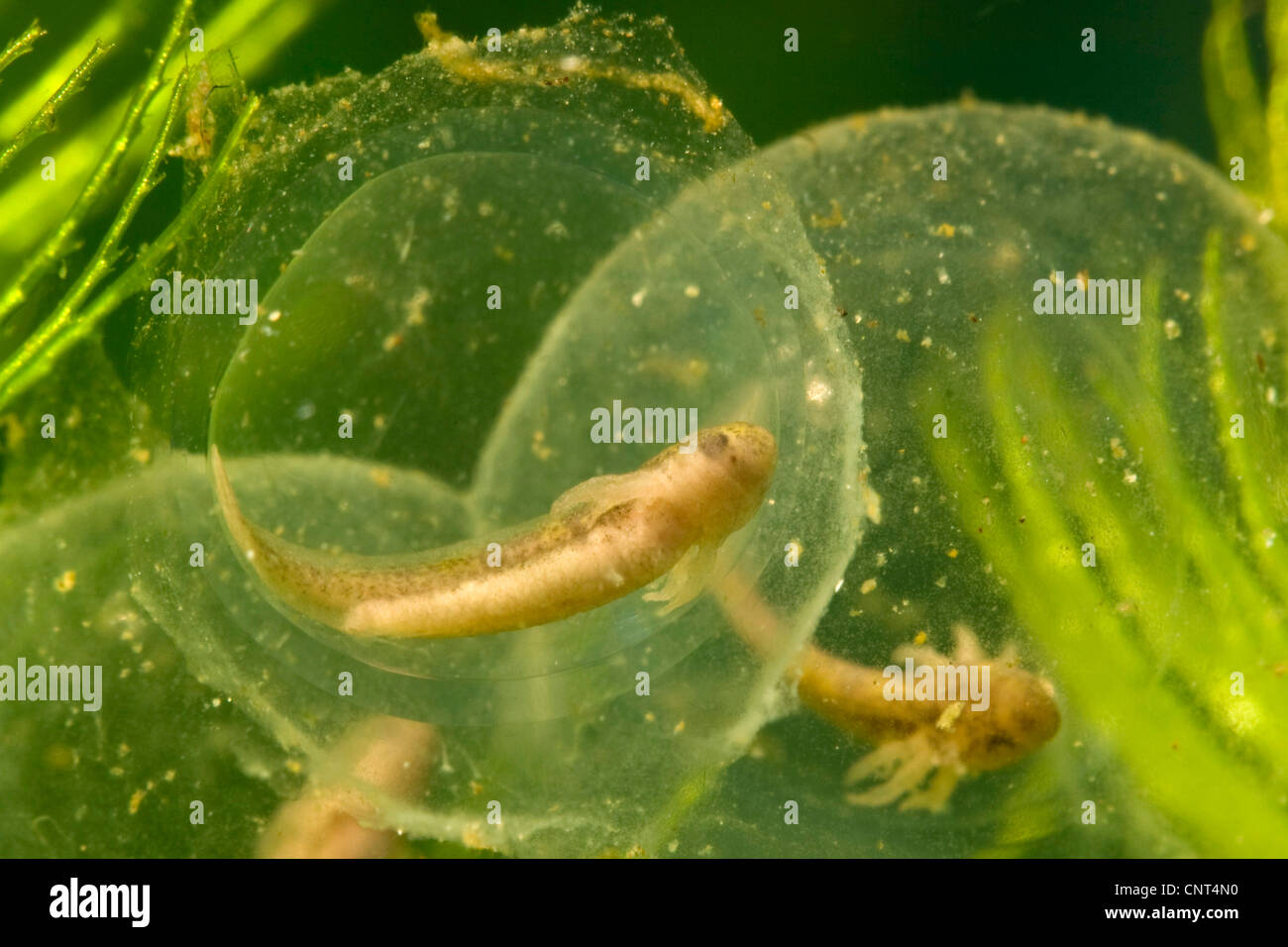 Axolotl (Z.B. geschieht), Eiern mit Larven Stockfoto