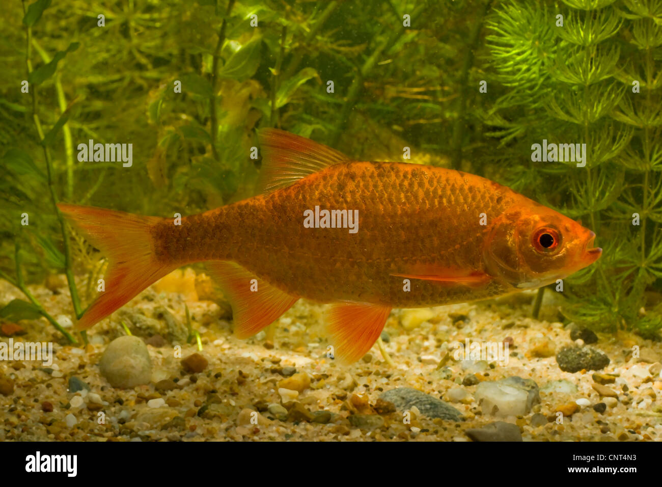 Rotfeder (Scardinius Erythrophthalmus), rote Farbvielfalt Stockfoto
