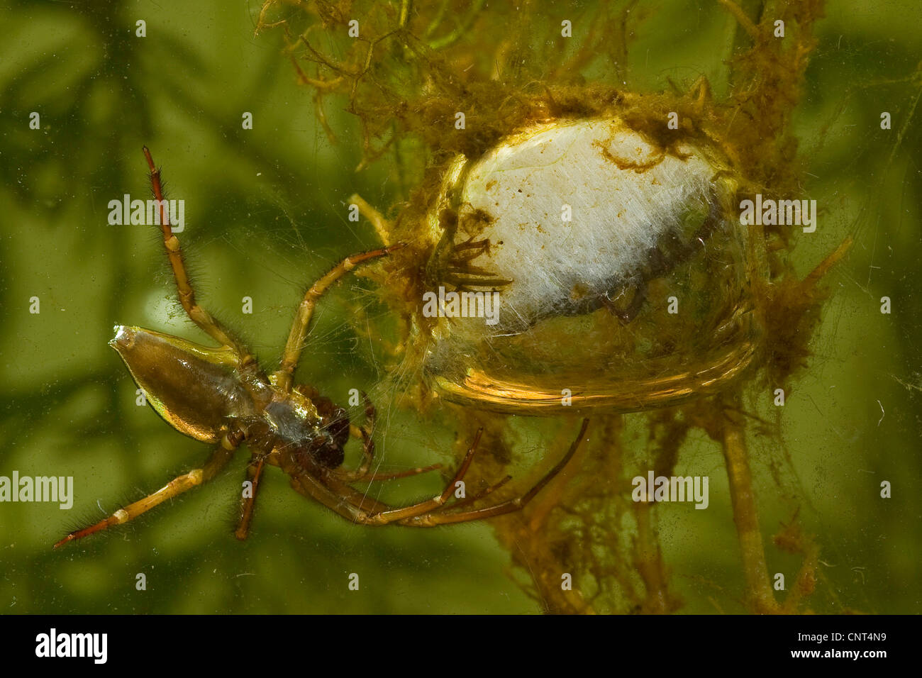 Europäische Wasserspinne (Argyroneta Aquatica), männliche Ei cocoon, Deutschland, Bayern, Chiemsee Stockfoto