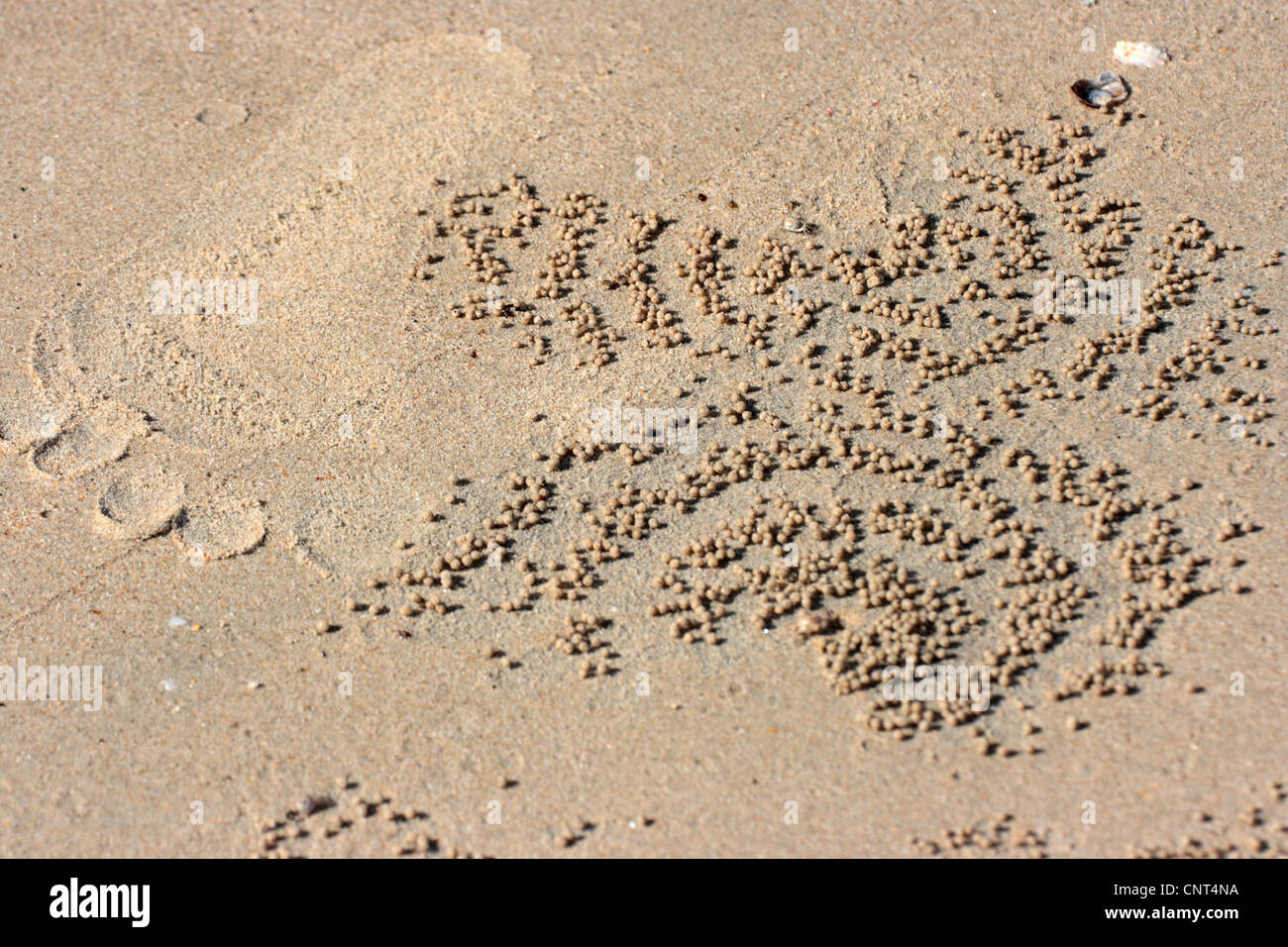 San Bubbler, Sand Bubbler Krabbe (Scopimera Inflata), Fooprint von einer Frau und Sand Kugeln der Krabbe an einem Strand, Thailand, Khao Lok NP Stockfoto