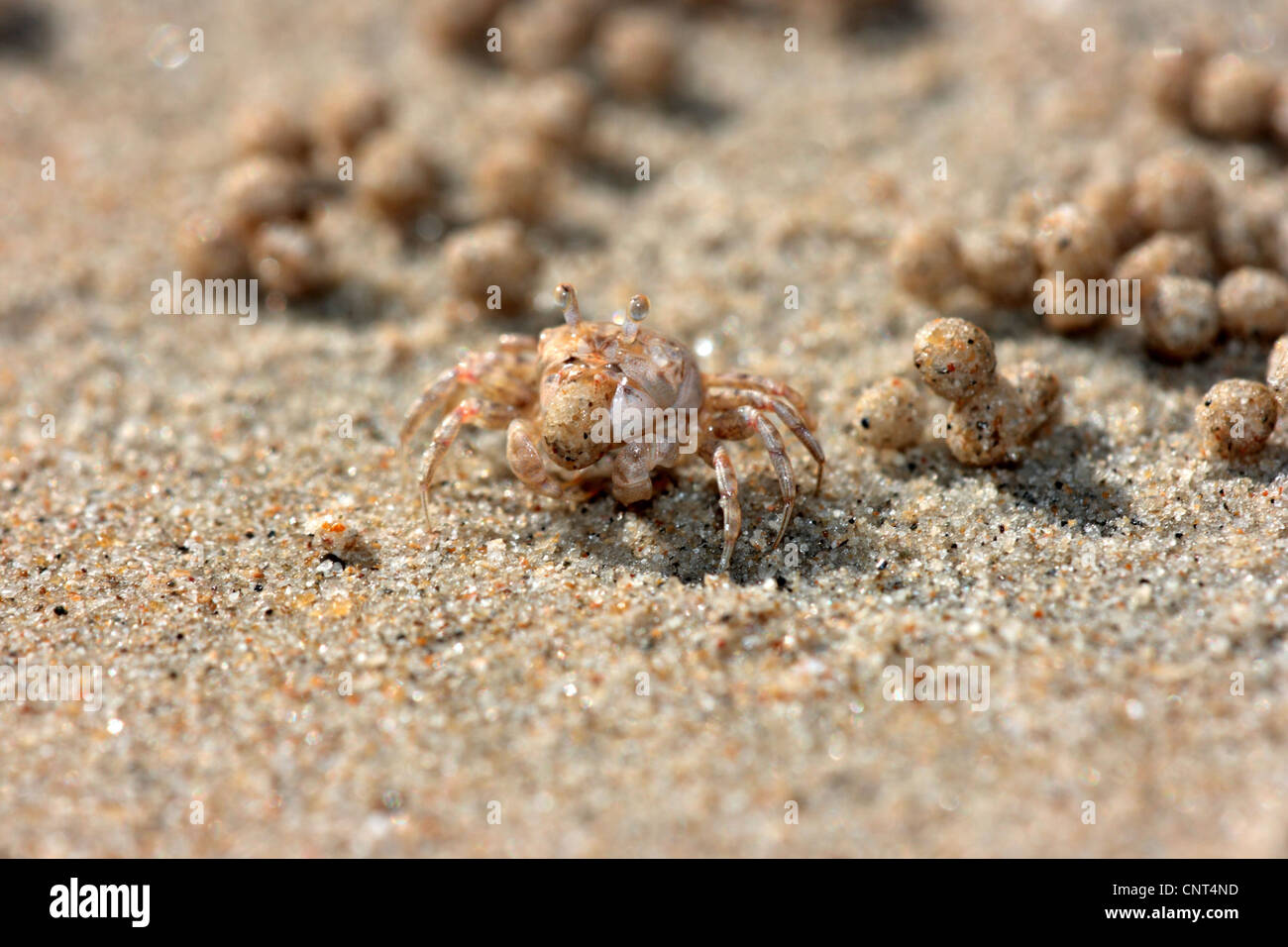 San Bubbler, Sand Bubbler Krabbe (Scopimera Inflata), bilden Sand Kugeln, Thailand, Khao Lok NP Stockfoto