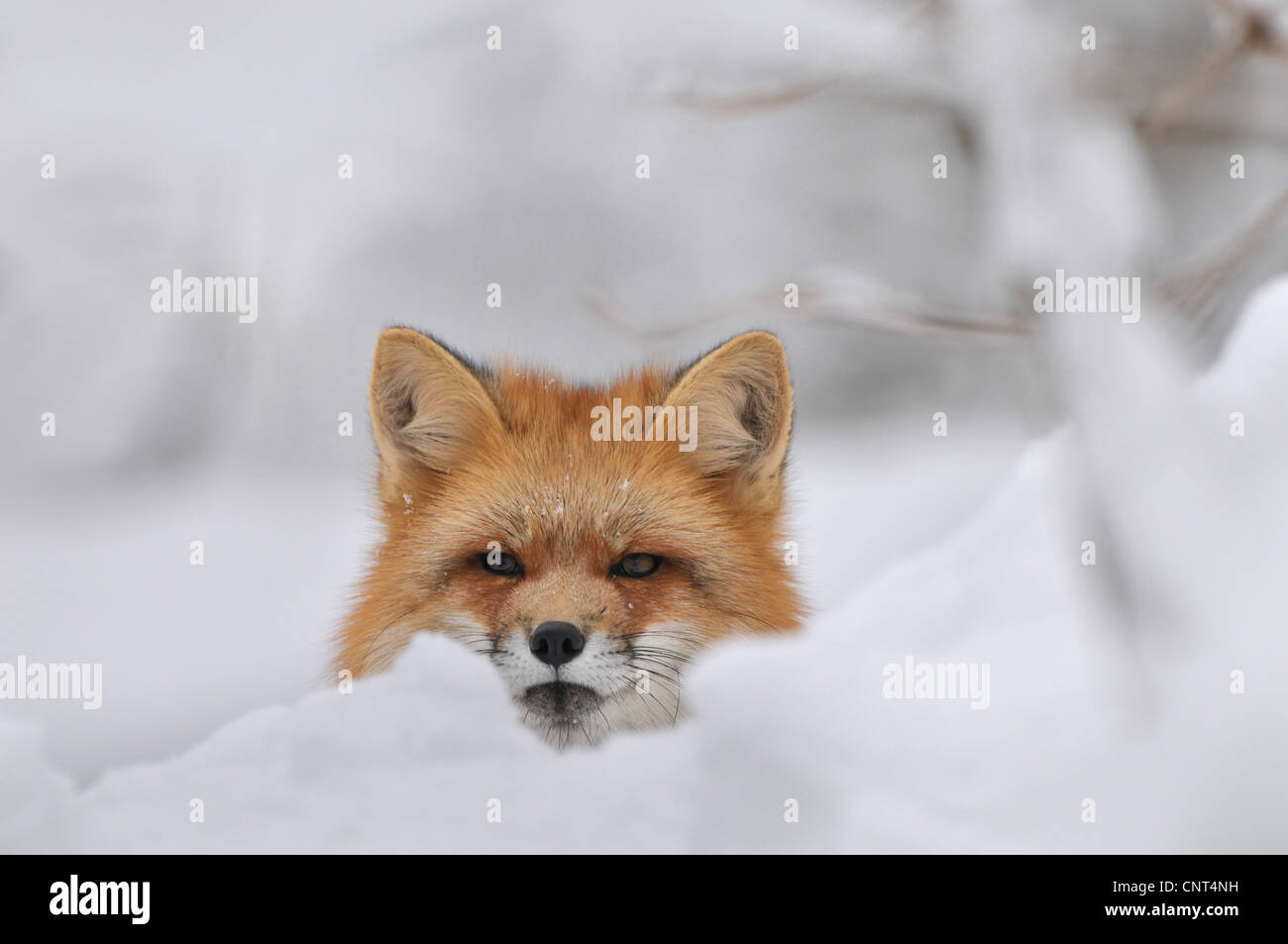 Rotfuchs (Vulpes Vulpes), liegen im Schnee, Suche heftig aus dem Schnee Stockfoto