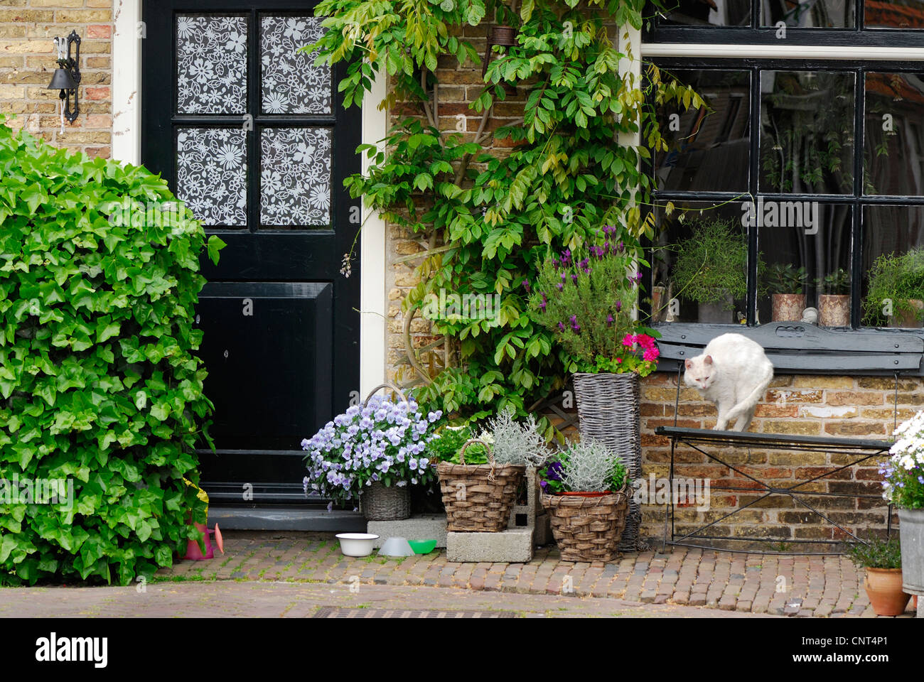 Blumentöpfe und eine Katze auf einer Bank vor einem alten Haus in Odeschild, Niederlande, Texel Stockfoto