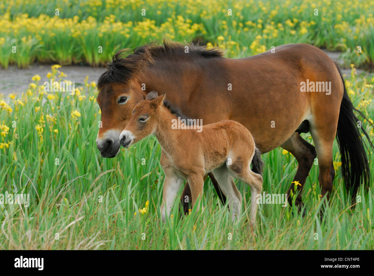 Exmoor Pony (Equus Przewalskii F. Caballus), Stute mit Fohlen zwischen gelbe Iris (Iris Pseudacorus), Niederlande, Texel Stockfoto