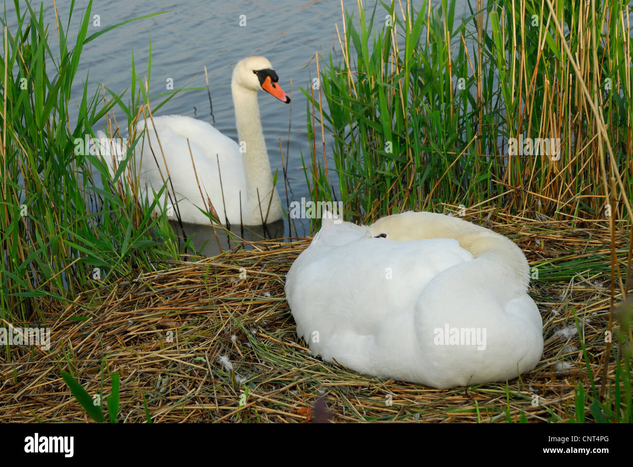 Höckerschwan (Cygnus Olor), paar, einer einzelnen sitzen auf dem Nest, Zucht Whle andererseits vor dem Nest, Niederlande, Texel Schwimmen ist Stockfoto