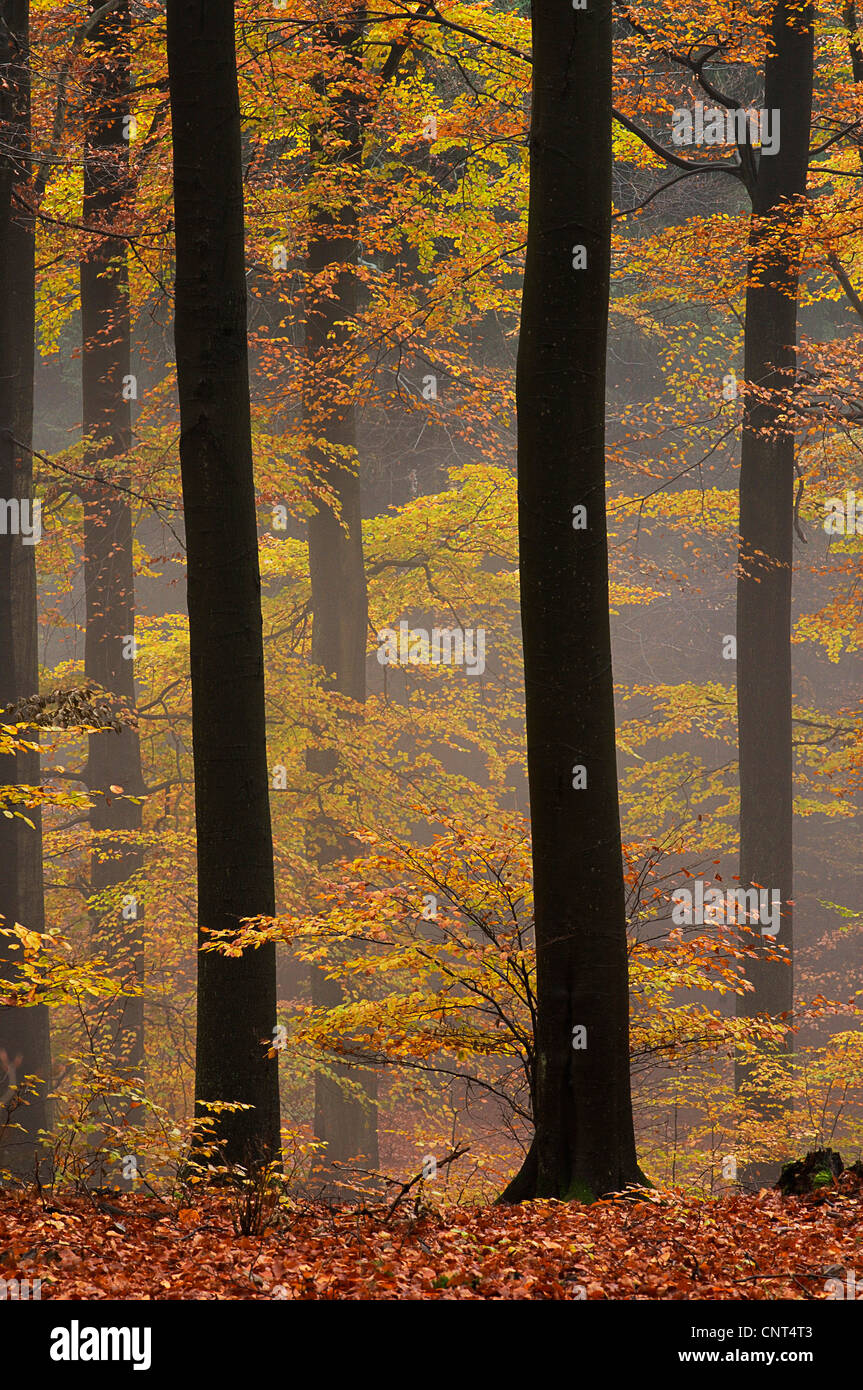 Rotbuche (Fagus Sylvatica), Buchenwald an einem nebligen Herbsttag, Deutschland, Nordrhein-Westfalen, Sauerland Stockfoto