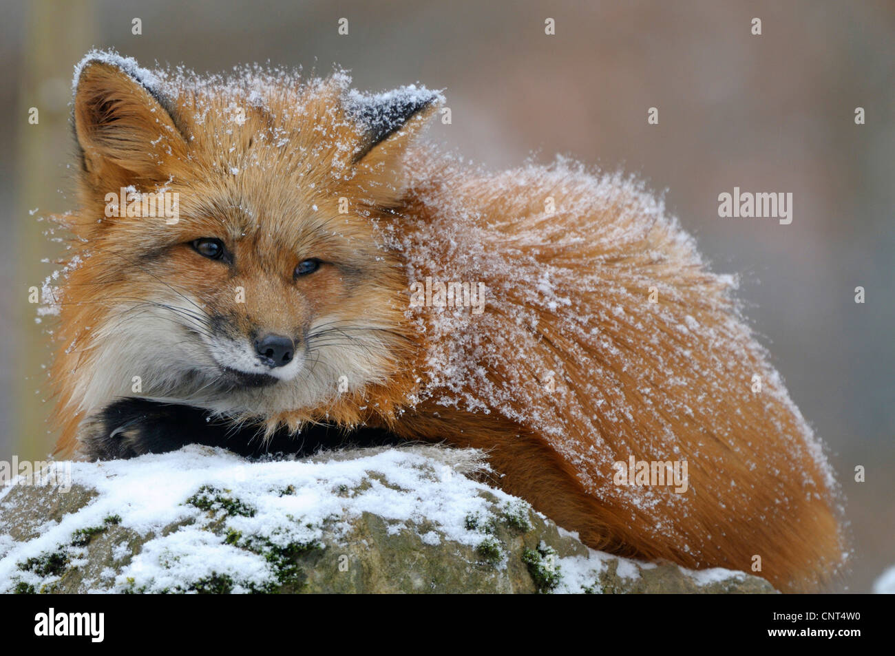 Rotfuchs (Vulpes Vulpes), liegend auf einem Stein im Winter mit Schnee auf seinem Fell, Deutschland, Nordrhein-Westfalen Stockfoto