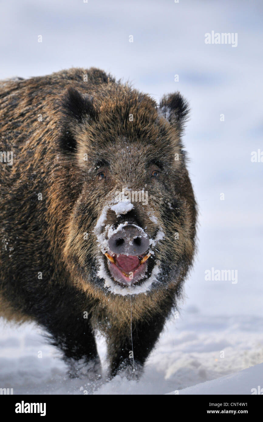 Wildschwein, Schwein, Wildschwein (Sus Scrofa), Tusker stehen im Schnee, mit Schnee auf der Schnauze, Deutschland, Nordrhein-Westfalen, Sauerland Stockfoto