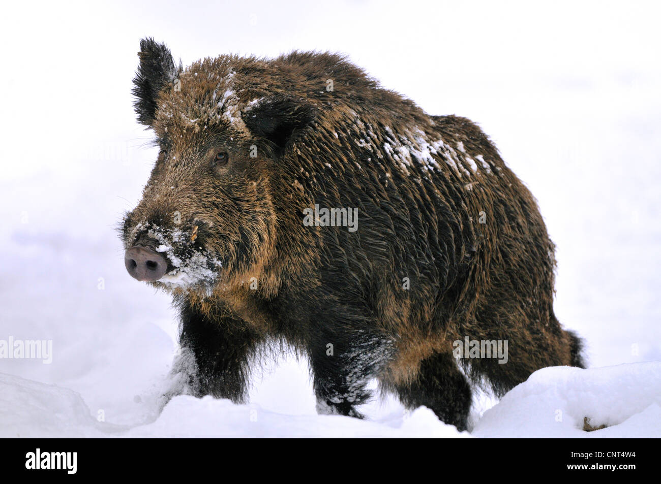 Schwein, Wildschwein (Sus Scrofa), Wildschwein, Keiler im Schnee, Deutschland, Nordrhein-Westfalen, Sauerland Stockfoto