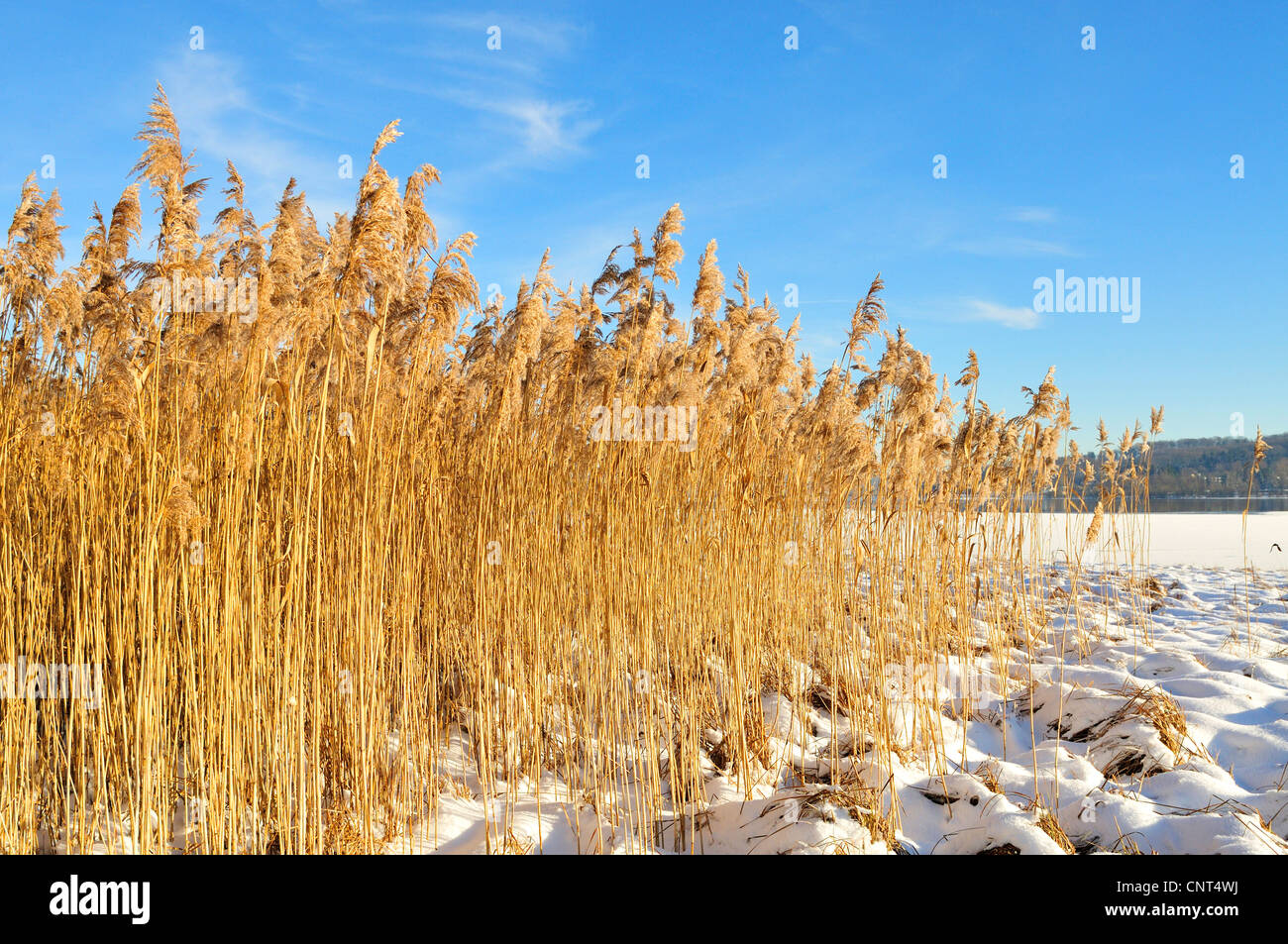 Reed Grass, gemeinsamen Schilf (Phragmites Communis, Phragmites Australis), Schilfgürtel den gefrorenen See Moehn bei Eis und Schnee im Winter, Deutschland, Nordrhein-Westfalen, Sauerland Stockfoto