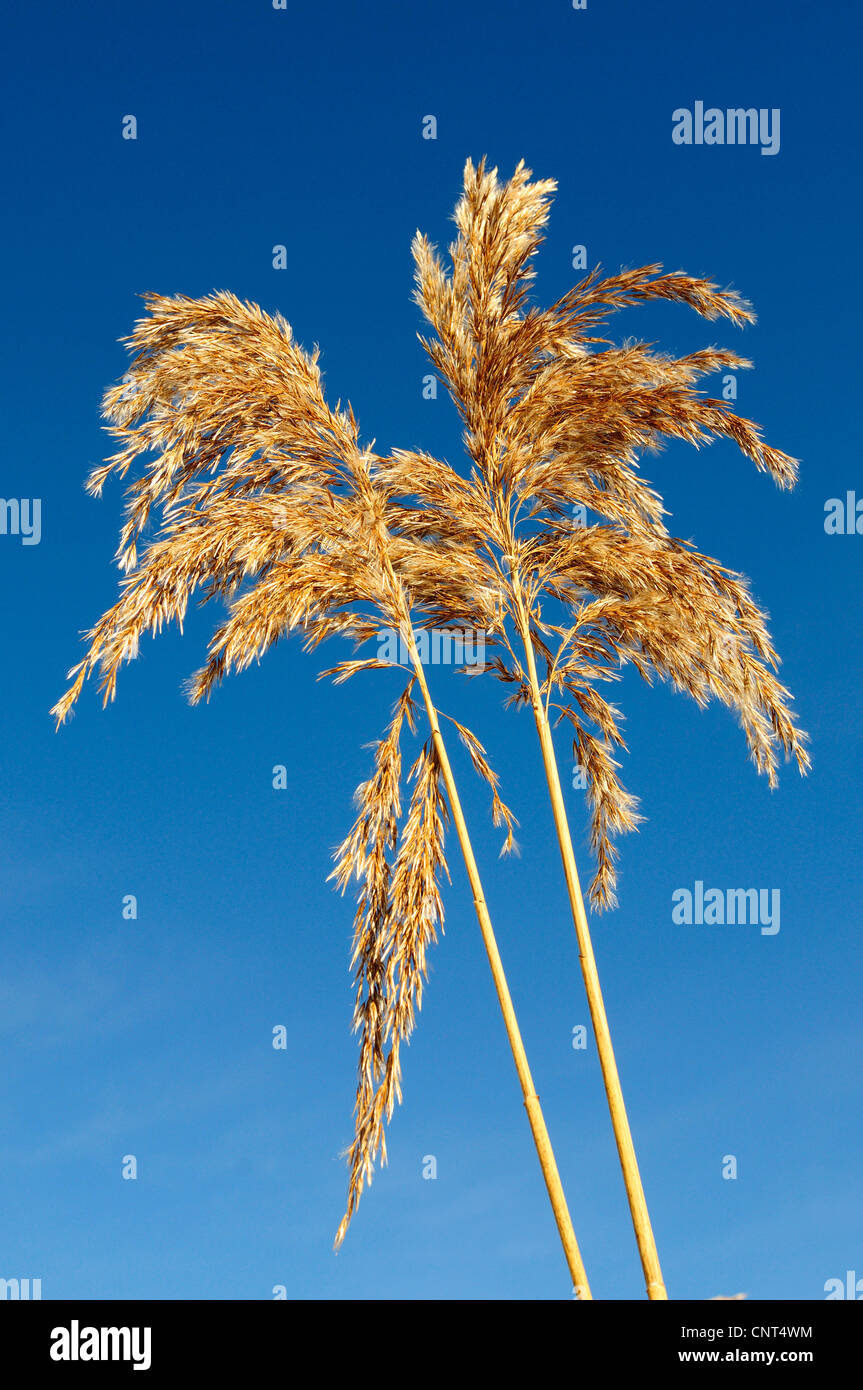 Reed Grass, gemeinsamen Schilf (Phragmites Communis, Phragmites Australis), Blütenstände im Winter, vor blauem Himmel, Deutschland, Nordrhein-Westfalen, Sauerland Stockfoto