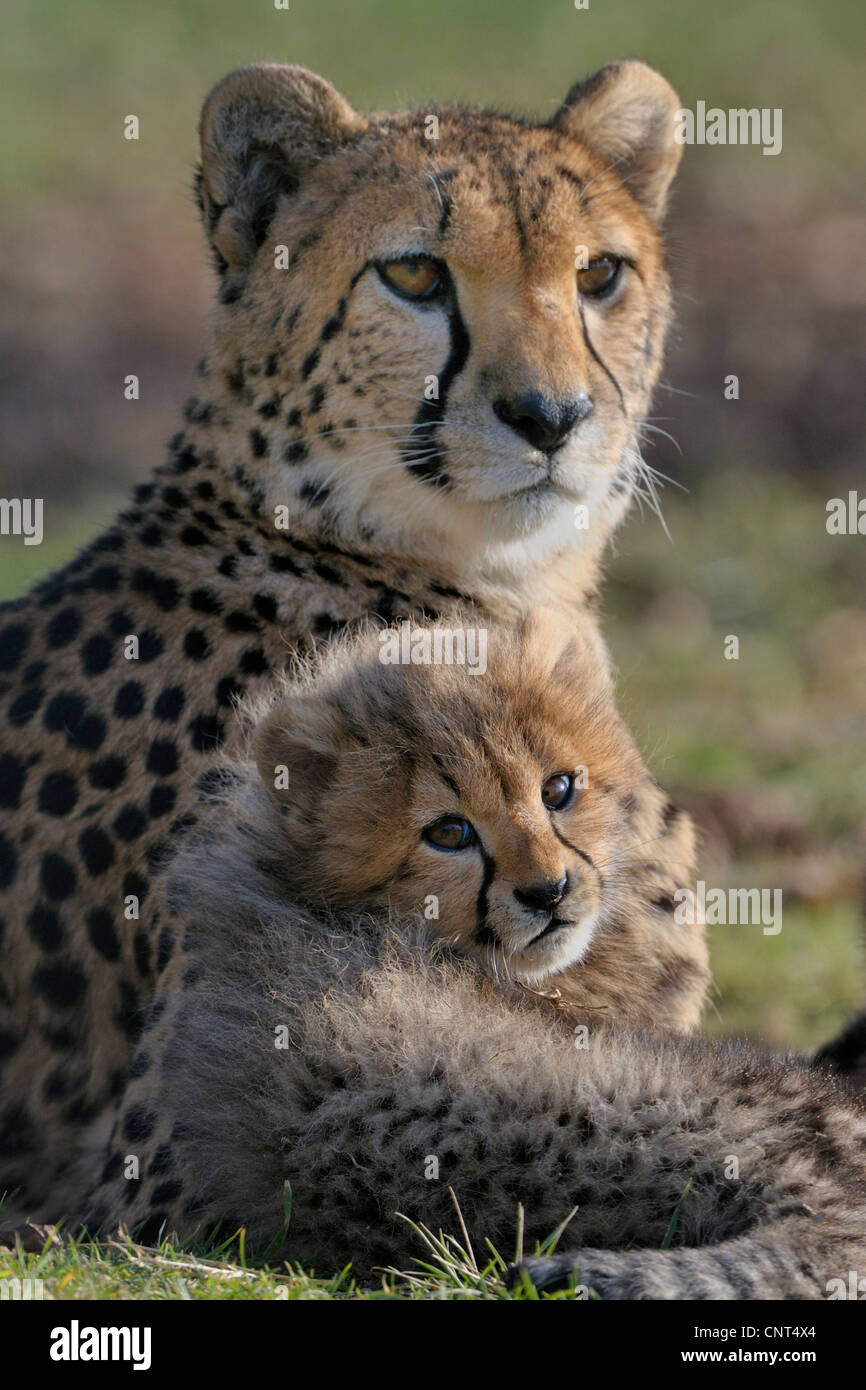 Gepard (Acinonyx Jubatus), Mutter mit jungen liegen auf einer Wiese Stockfoto
