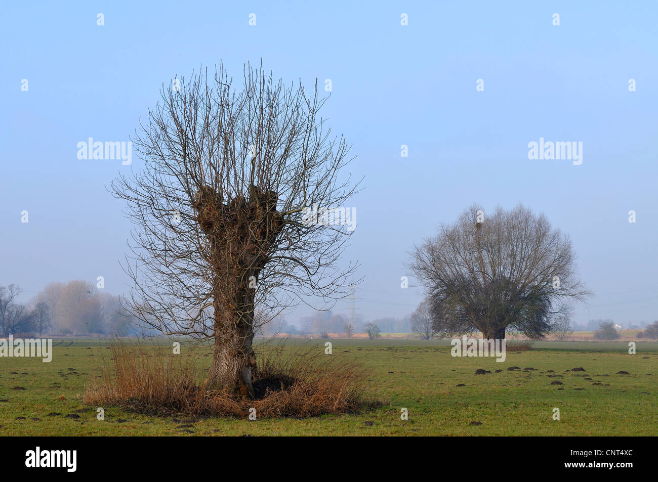 Weide, Korbweide (Salix spec.), beschnitten Weide in eine Winterlandschaft, Deutschland, Nordrhein-Westfalen, Münsterland Stockfoto