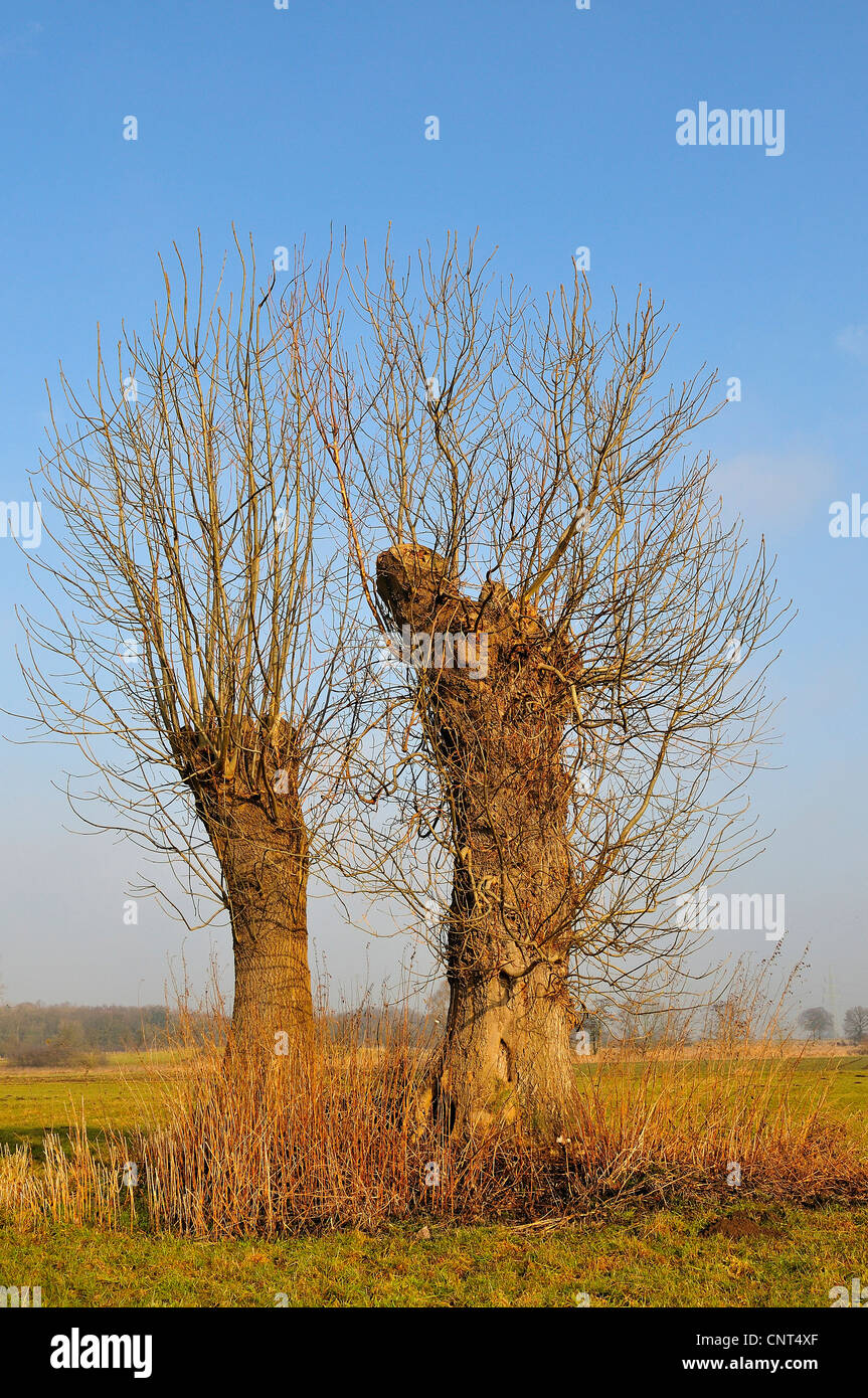 Weide, Korbweide (Salix spec.), beschnitten Weide in eine Winterlandschaft, Deutschland, Nordrhein-Westfalen, Münsterland Stockfoto