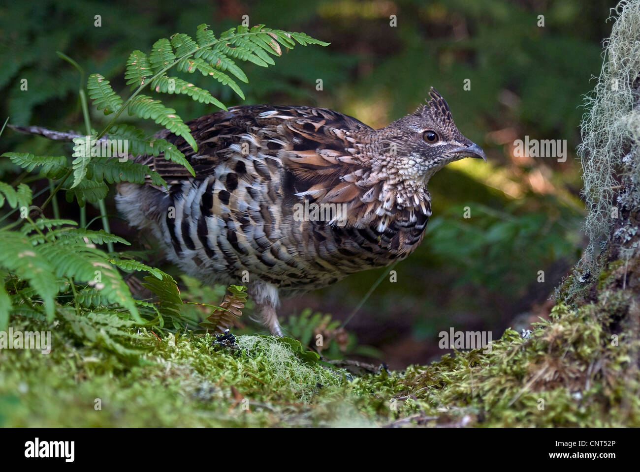 Fichte Grouse (Dendragapus Canadiensis), im dichten Wald, Kanada, Nova Scotia Stockfoto