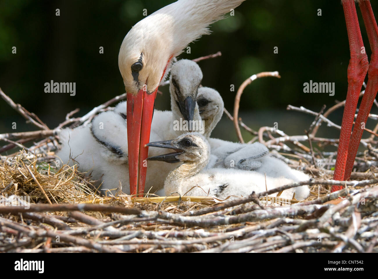 Weißstorch (Ciconia Ciconia), Reinigung, Deutschland, Nordrhein-Westfalen Stockfoto