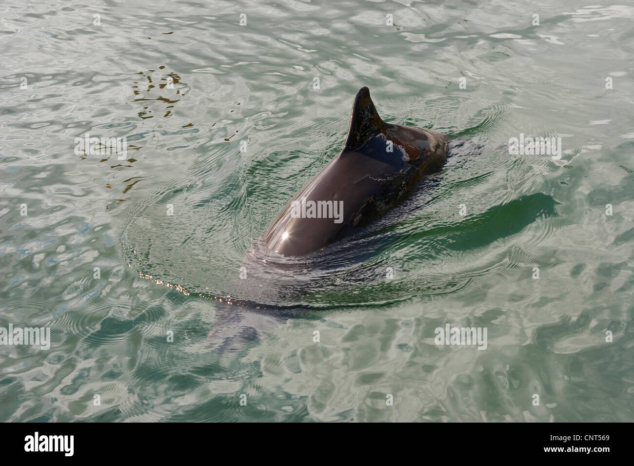 gemeinsame Schweinswal, Schweinswal, gemeinsame Schweinswal, schnaufend Schwein (Phocoena Phocoena), Schwimmen im Meer, Europa Stockfoto