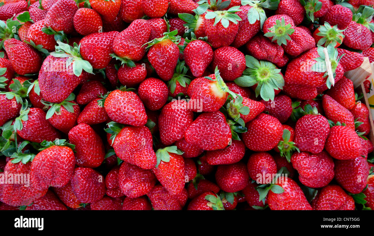 Hybrid-Erdbeere, Garten-Erdbeere (Fragaria X ananassa, Fragaria Ananassa) auf einem Markt Stockfoto