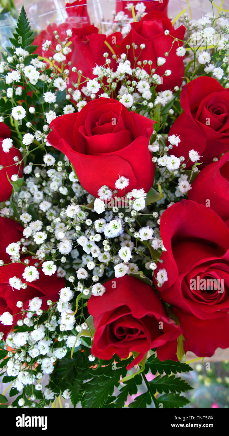 Rosa Rosen Mit Schleierkraut