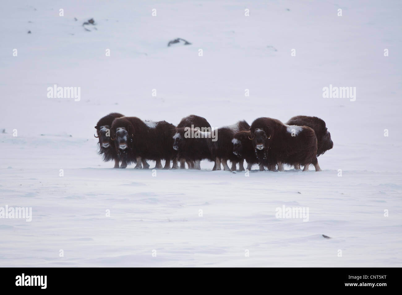 Moschusochsen (Ovibos Moschatus), Herde mit Kälbern in verschneiter Landschaft, Norwegen Dovrefjell-Sunndalsfjella-Nationalpark Stockfoto