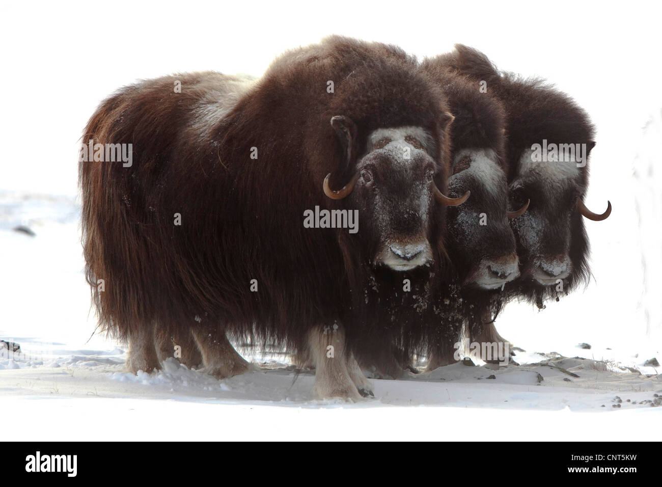 Moschusochsen (Ovibos Moschatus), drei Frauen mit vereisten Flächen, Norwegen Dovrefjell-Sunndalsfjella-Nationalpark Stockfoto