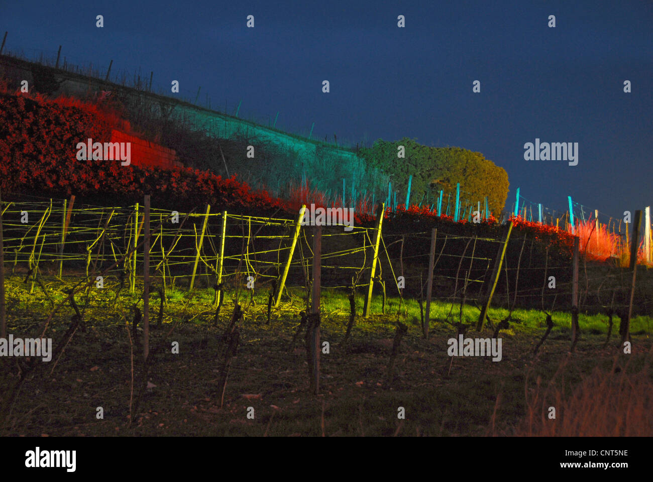 beleuchtete Weinberge, Deutschland, Rheinland-Pfalz, Deutsche Weinstraße, Bad Dürkheims Stockfoto