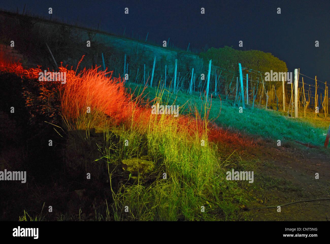 beleuchtete Weinberge, Deutschland, Rheinland-Pfalz, Deutsche Weinstraße, Bad Dürkheims Stockfoto