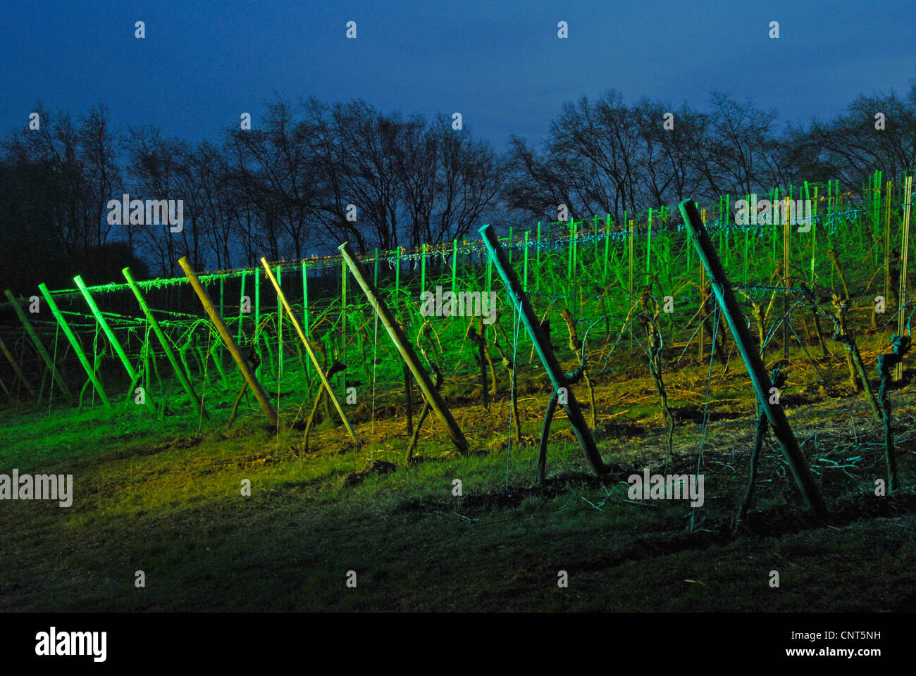 beleuchtete Weinberge, Deutschland, Rheinland-Pfalz, Deutsche Weinstraße, Forst Stockfoto