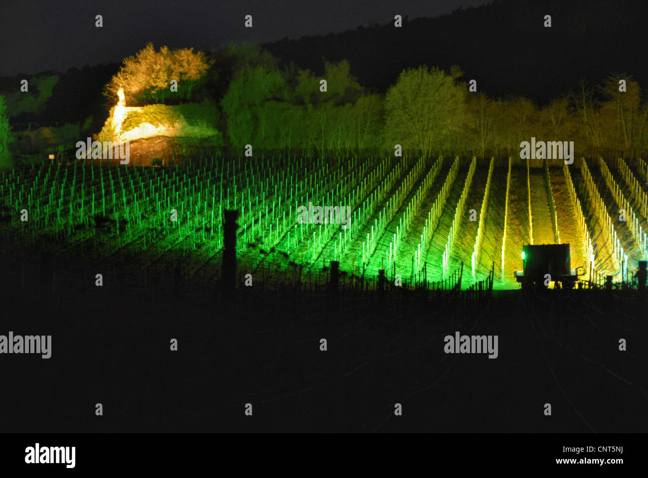 beleuchtete Weinberge, Deutschland, Rheinland-Pfalz, Deutsche Weinstraße, Forst Stockfoto