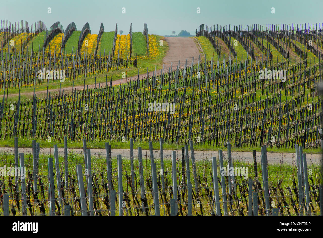 Weinberge, Deutschland, Rheinland-Pfalz, Deutsche Weinstraße, Frankweiler Stockfoto