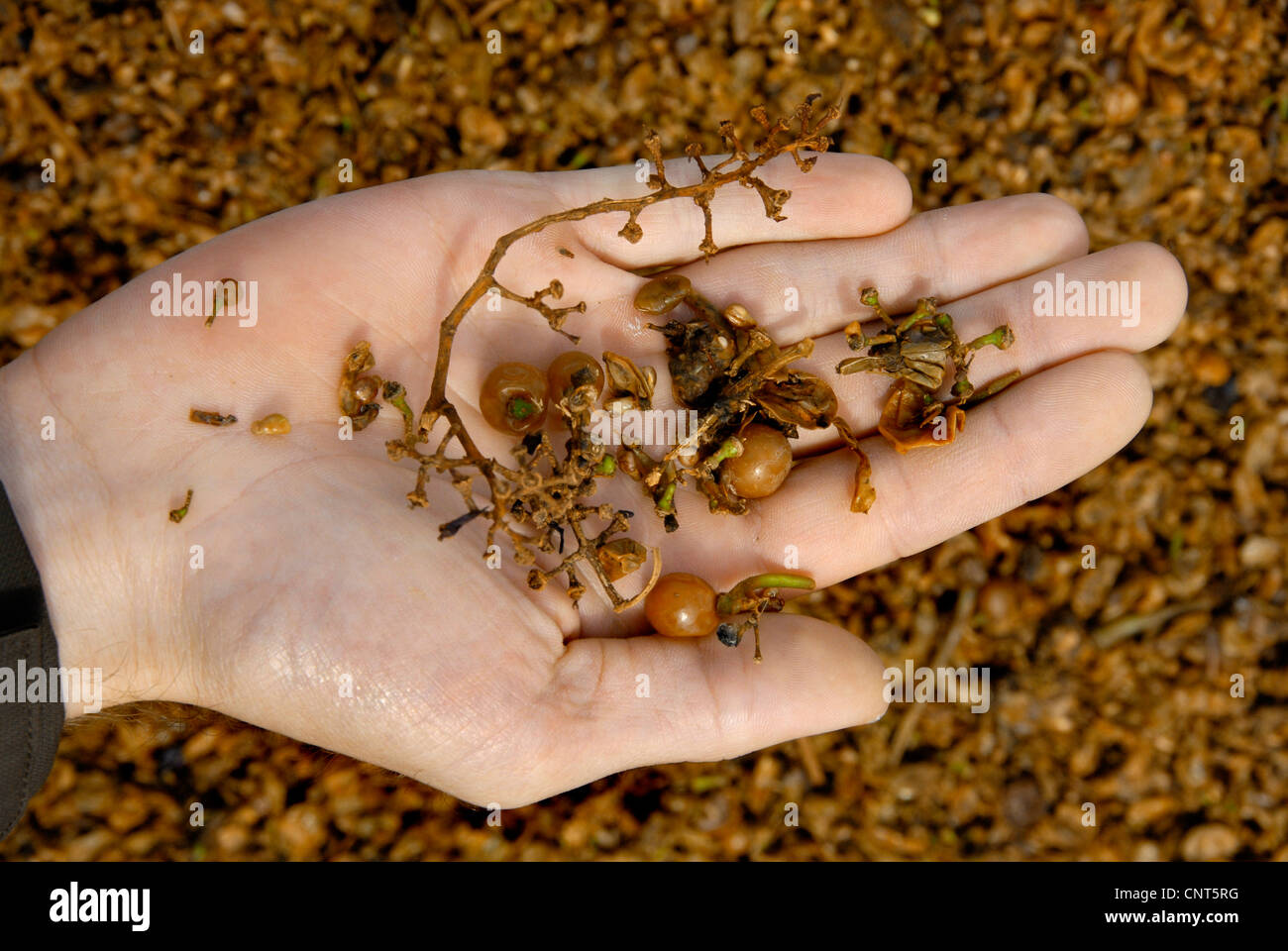 Trauben (Vitis spec.), Rebe Art Trester, Körner, Deutschland, Rheinland-Pfalz, Pfalz Stockfoto