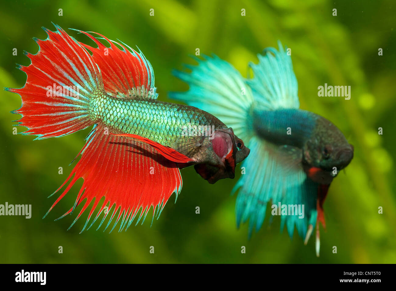 Siamesische Kampffische (Betta Splendens), kämpfen Männchen Stockfoto