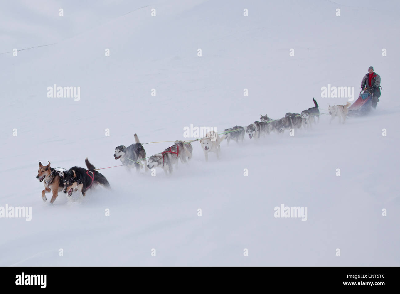 Haushund (Canis Lupus F. Familiaris), Team von Hunden in verschneiter Landschaft, Norwegen Dovrefjell Nationalpark Stockfoto