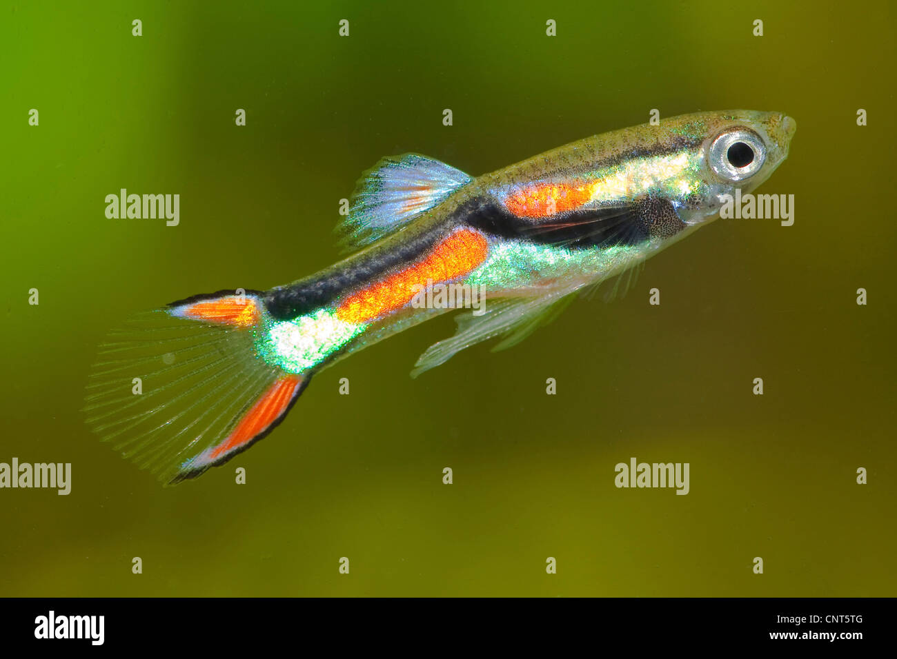 Endler Guppy, Endler Livebearer (Poecilia Wingei), Männlich Stockfoto