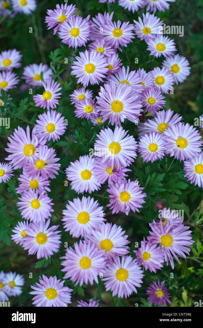 Blau Violett Lila mit gelben Herd fallen Herbst Aster-Anlage Stockfoto