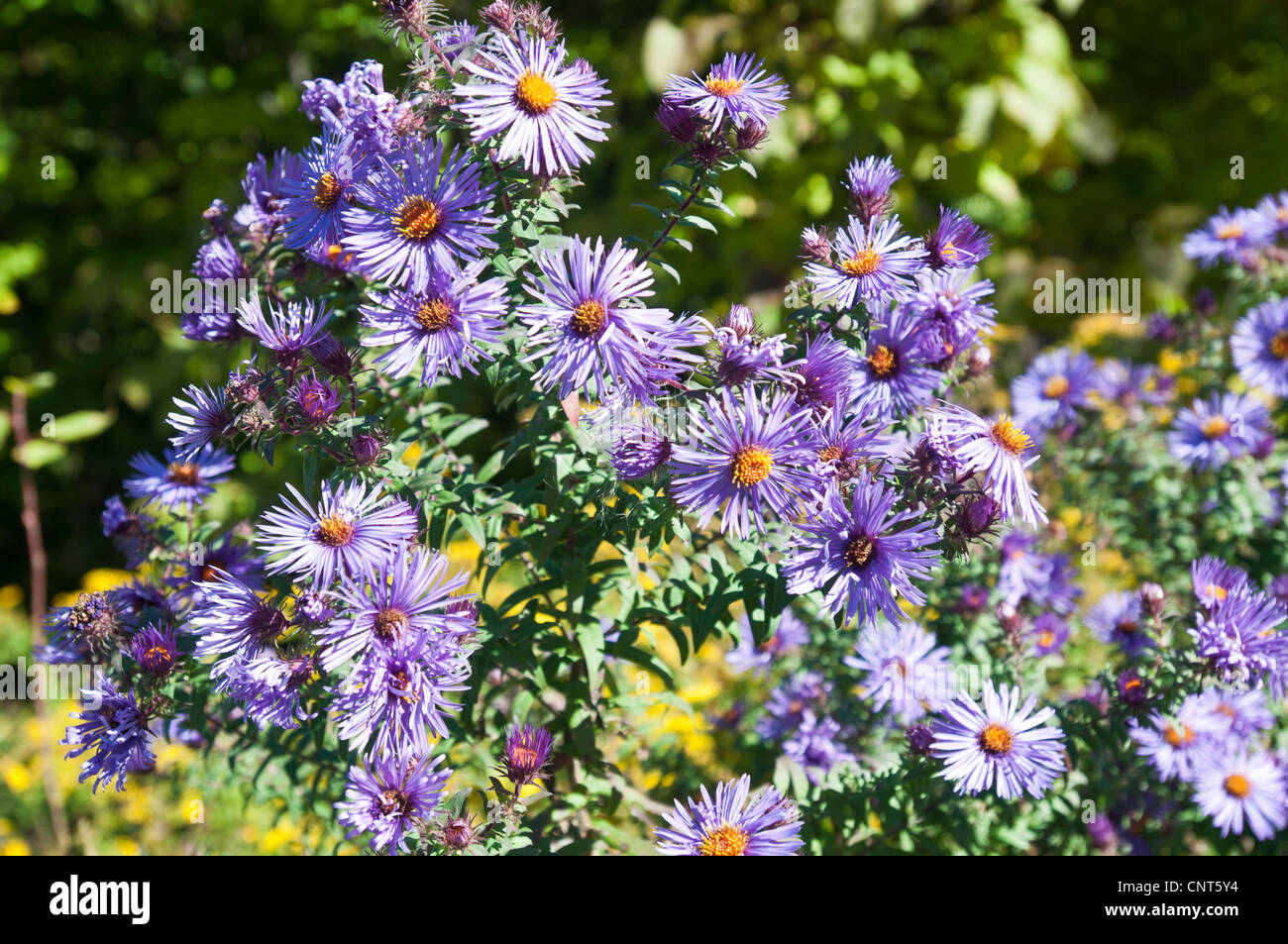 Blau Violett Lila mit gelben Herd fallen Herbst Aster-Anlage Stockfoto