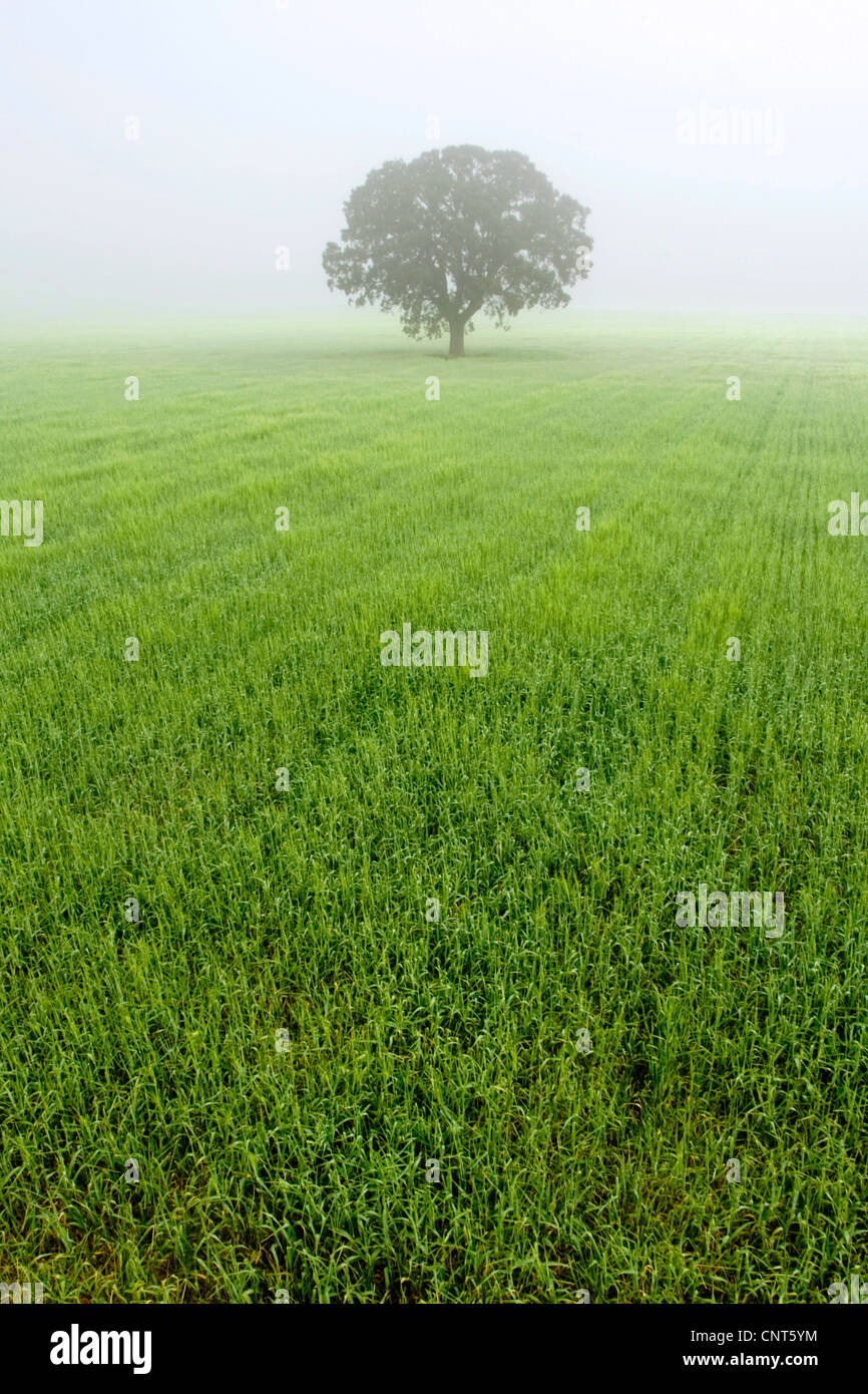 Eiche (Quercus spec.), einziger Baum auf einer nebligen Getreidefeld, Spanien, Albacete, Castilla-La mancha Stockfoto