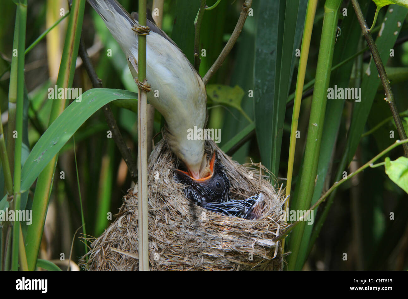 Eurasische Kuckuck (Cuculus Canorus), Rohrsänger Fütterung junger Kuckuck, Deutschland, Niedersachsen Stockfoto