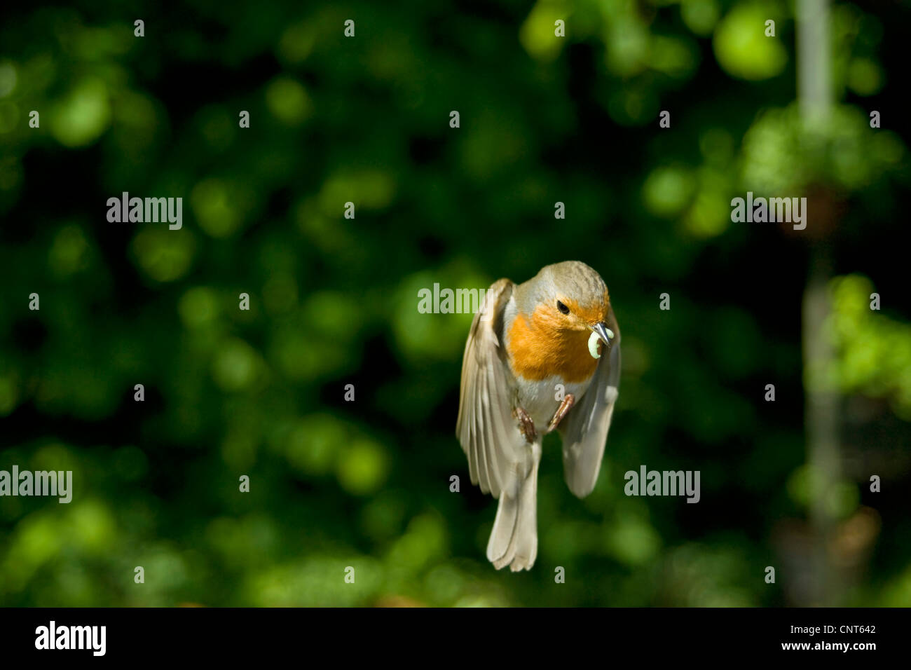 Rotkehlchen (Erithacus Rubecula), fliegen mit Nahrung im Schnabel, Deutschland, Nordrhein-Westfalen Stockfoto