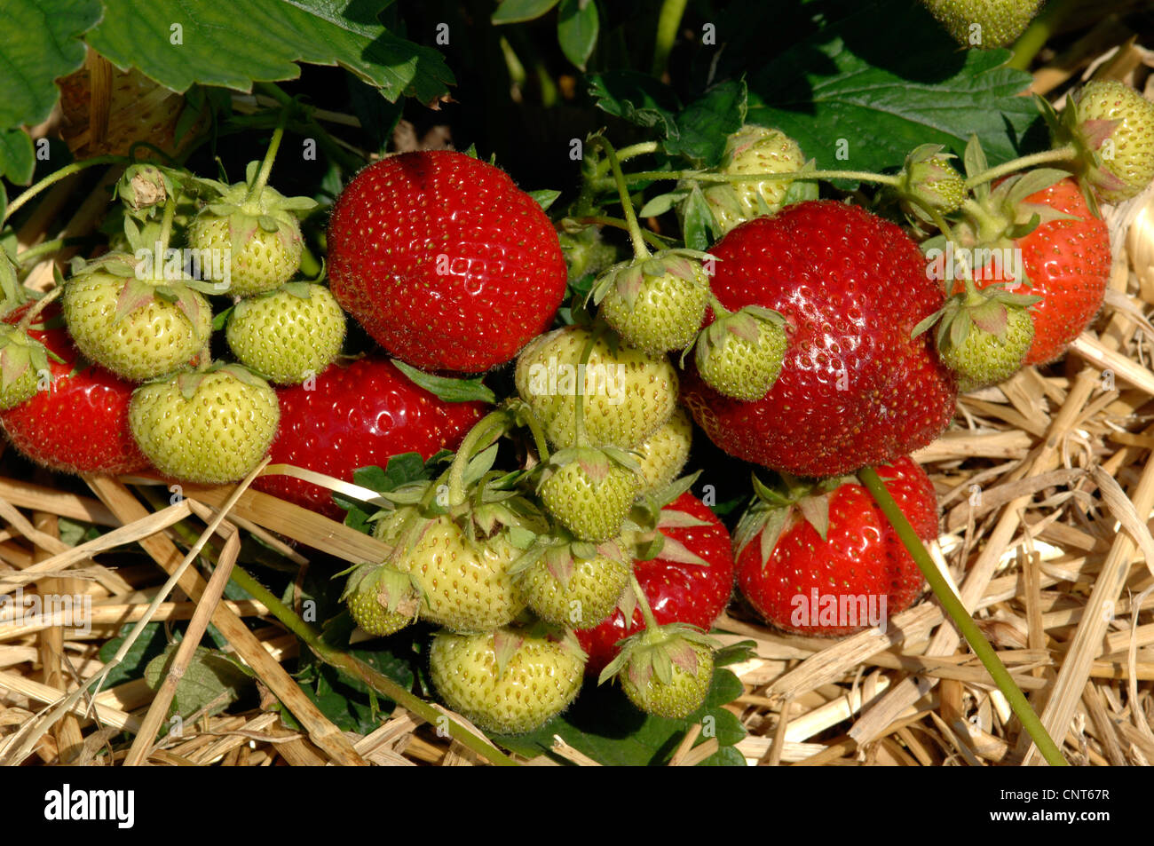 Hybrid-Erdbeere, Garten-Erdbeere (Fragaria X ananassa, Fragaria Ananassa), grüne und rote Früchte Stockfoto