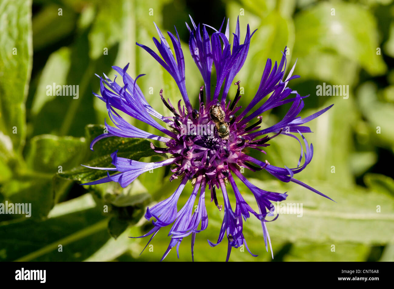 Ausdauernde Kornblume, Mountain Cornflower, Schaltfläche "Bachelor", Montane Flockenblume oder Berg Bluet, Centaurea Montana Stockfoto