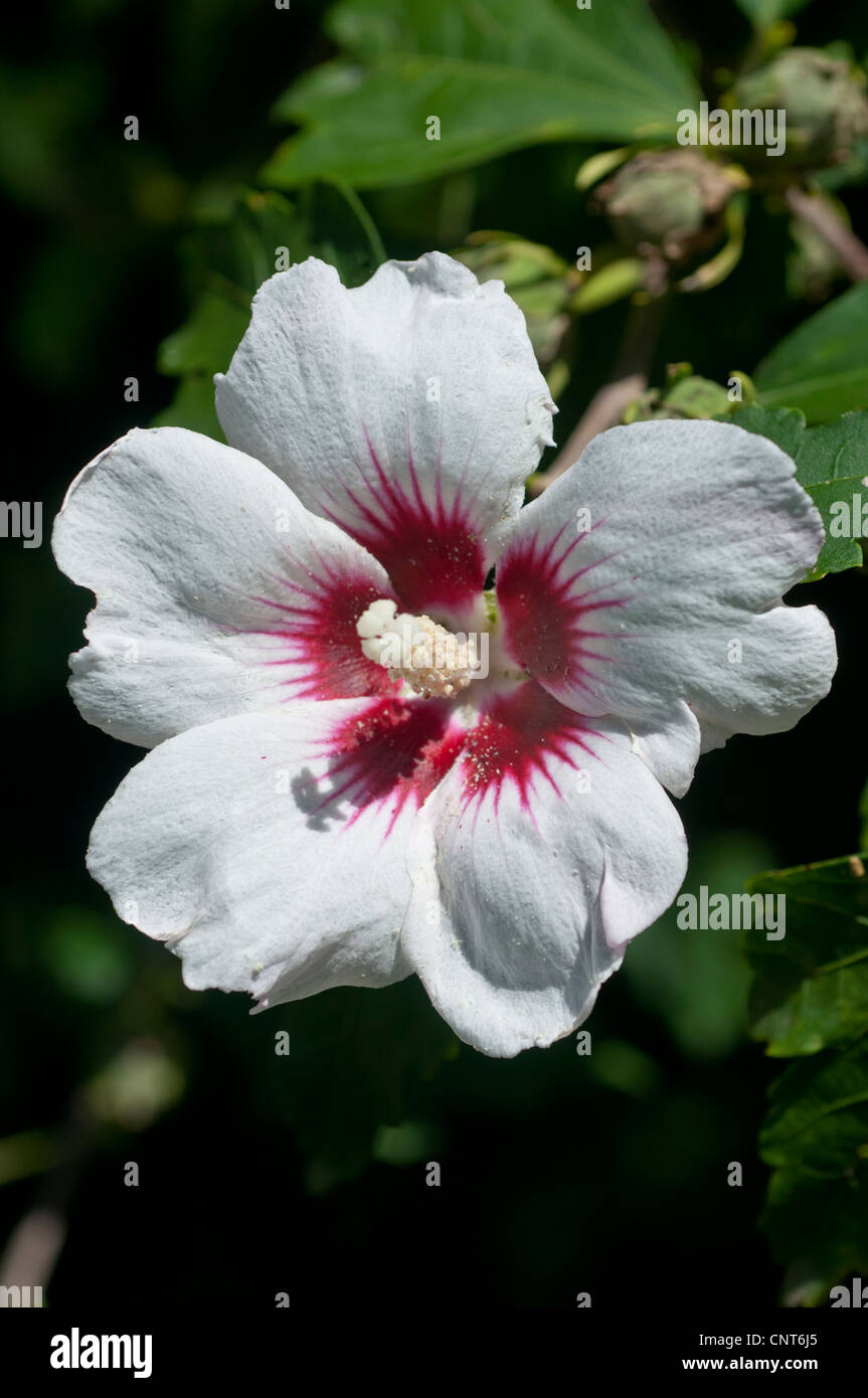Einzelne weiße Blume Rose von Sharon, Strauch Althea, Rose Althea