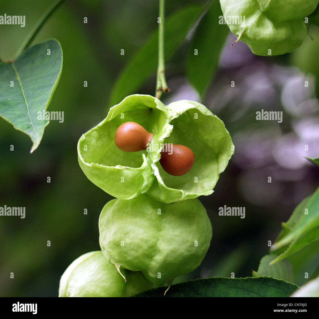Bladdernut, Europäische Bladdernut (Staphylea Pinnata), eröffnet Obst Stockfoto