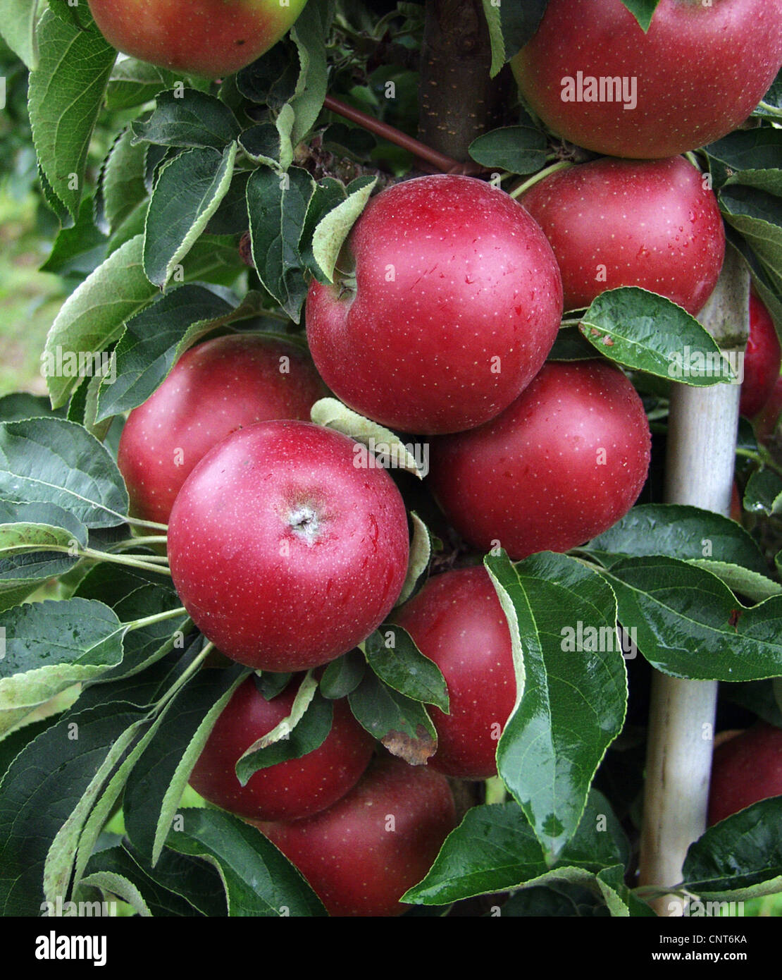 Apfelbaum (Malus Domestica), Sorte "Walzer",.,. Stockfoto