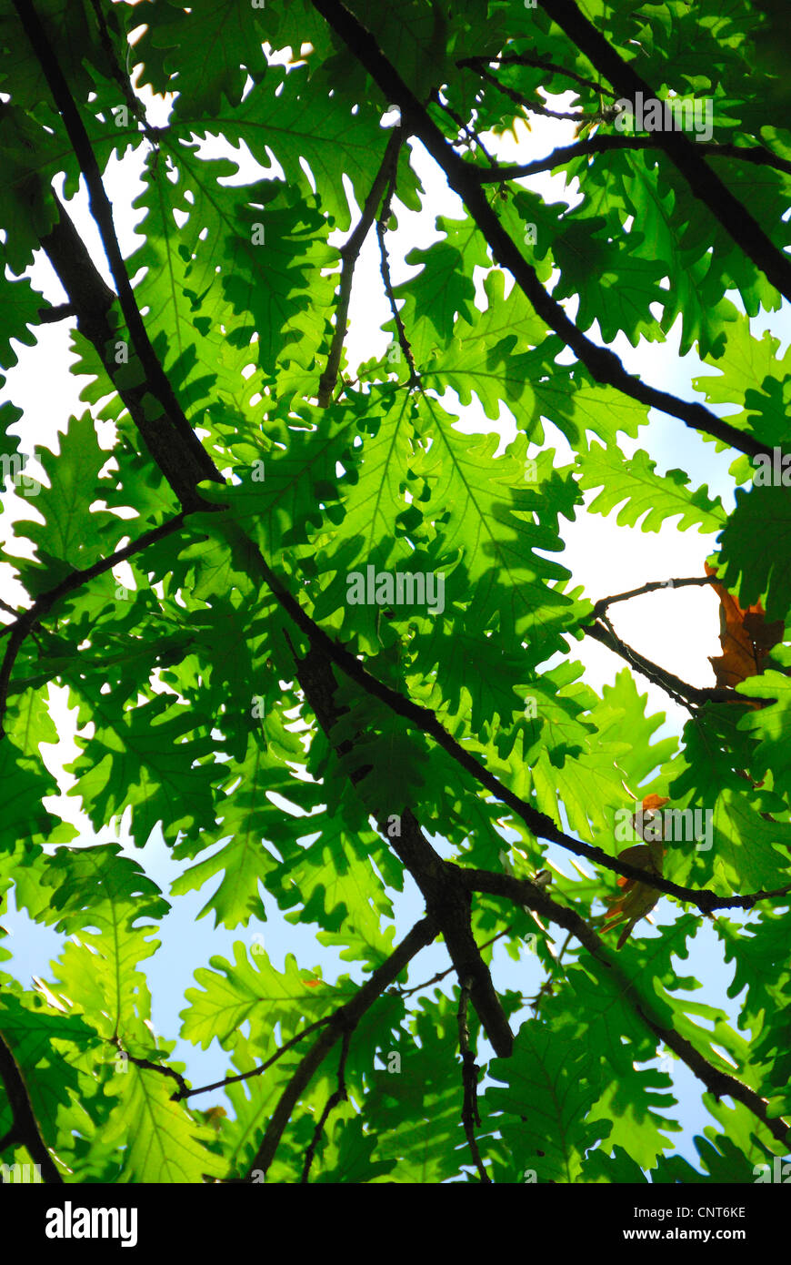 ungarische Eiche (Quercus Frainetto), lässt im Gegenlicht Stockfoto