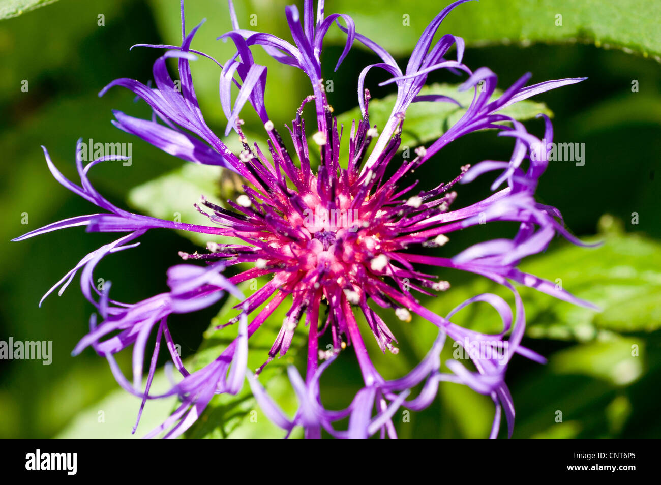 Ausdauernde Kornblume, Mountain Cornflower, Schaltfläche "Bachelor", Montane Flockenblume oder Berg Bluet, Centaurea Montana Stockfoto