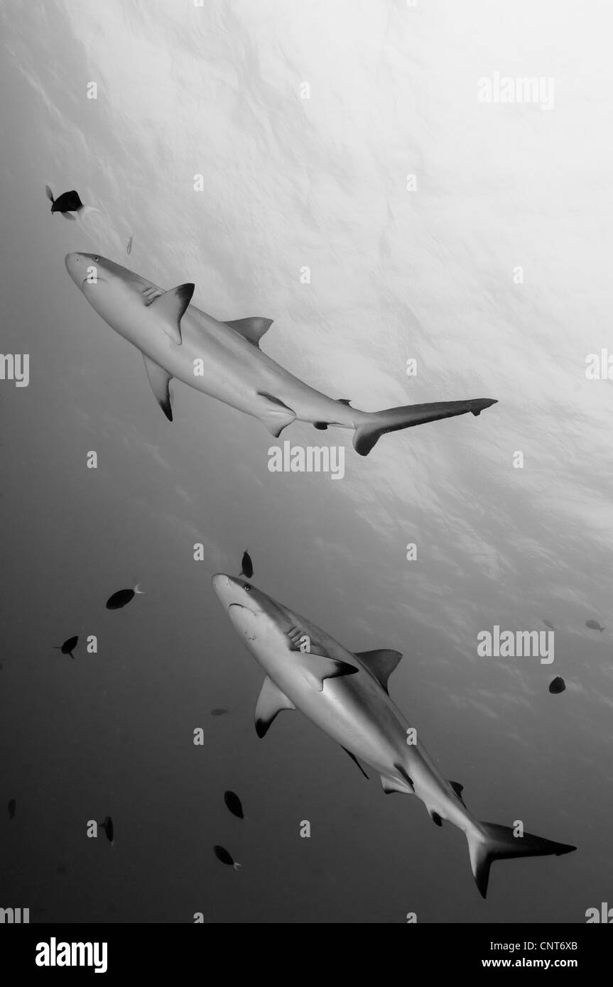 Graue Riffhaie (Carcharhinus Amblyrhynchos), Inglis Shoal, Kimbe Bay, Papua Neu-Guinea. Stockfoto