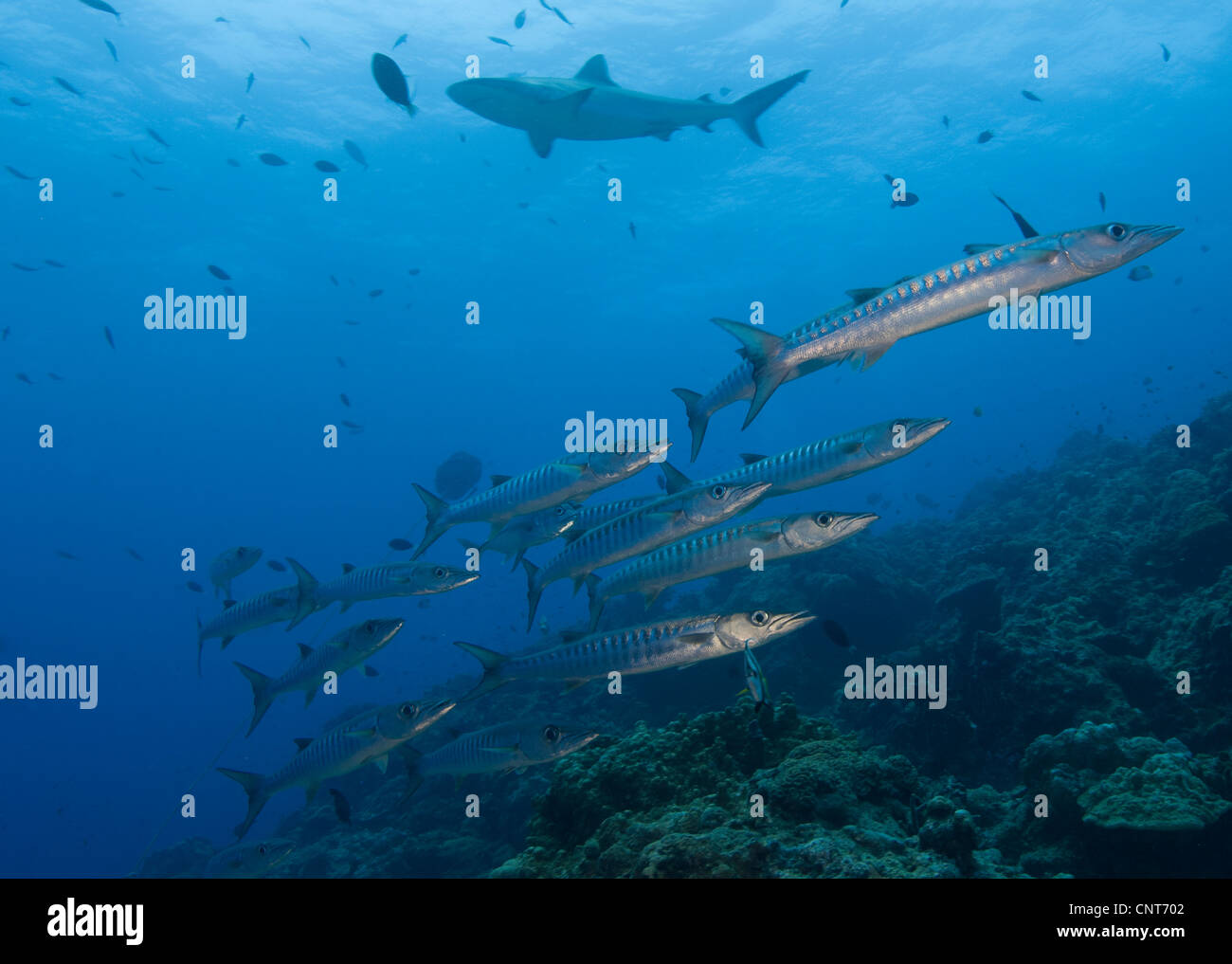 Eine Schule von Silberstrich Barrakudas mit einem grauen Riffhai im Hintergrund, Papua-Neu-Guinea. Stockfoto